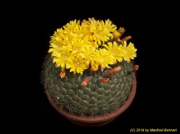 Matucana aureiflora 820